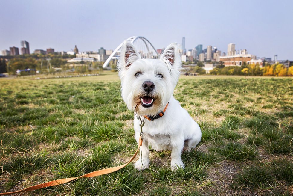 Edmonton Business Spotlight Dog Blog Poo Pickers Edmonton