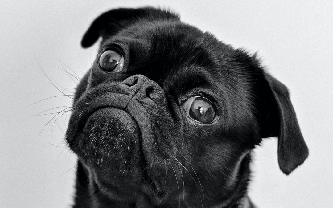Cute Black Pug