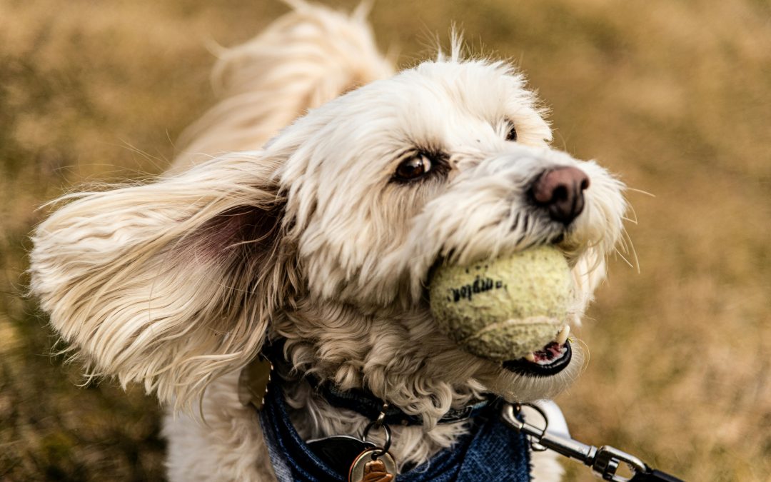 Dog Poop Pick Up Edmonton
