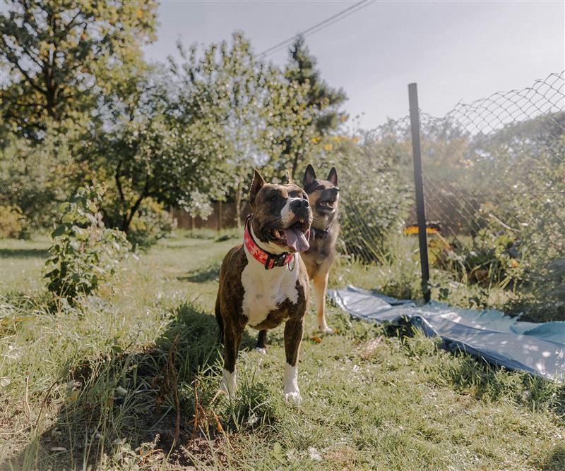 dog poop clean up edmonton