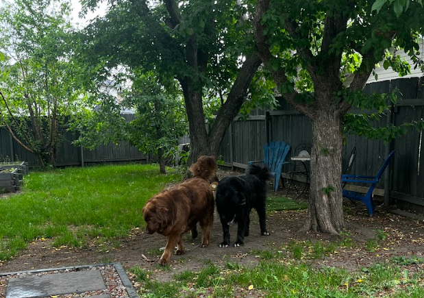 dog poop pickup