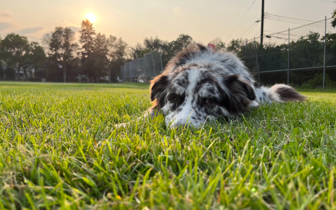 Dog Poop Pick up Company Edmonton