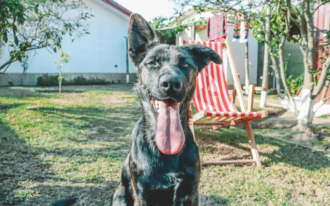 Why Summer Is the Hardest Time to Keep Up with Dog Poop Cleanup (Even If You Think You Can)