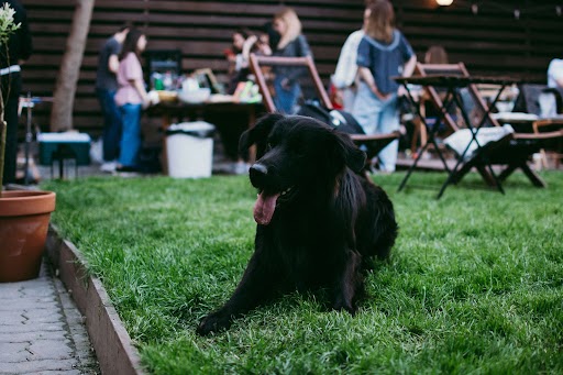 Weekly Dog Poop Removal Edmonton