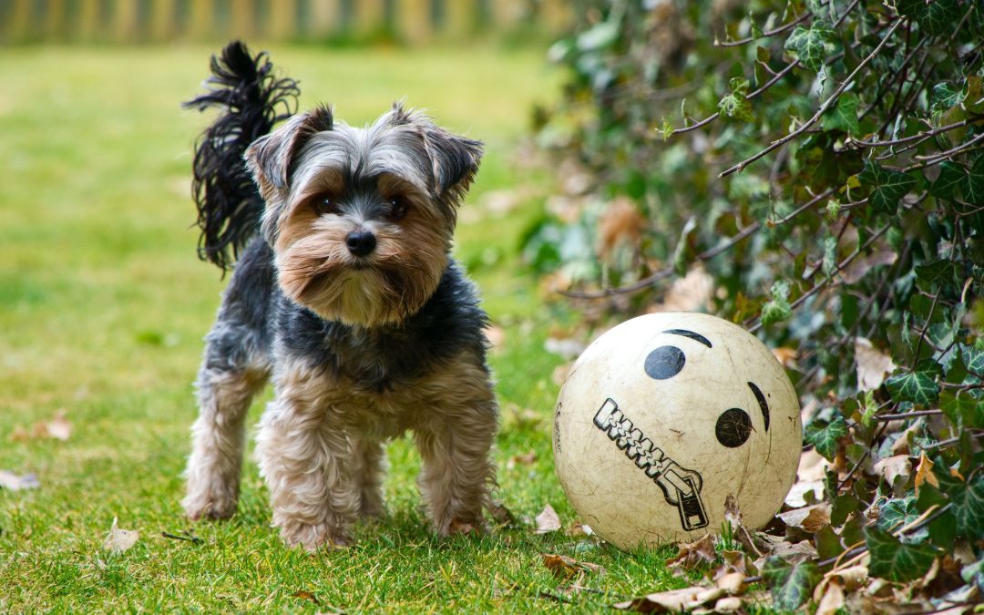 Preparing Your Yard for Winter: A Dog Owner’s Checklist
